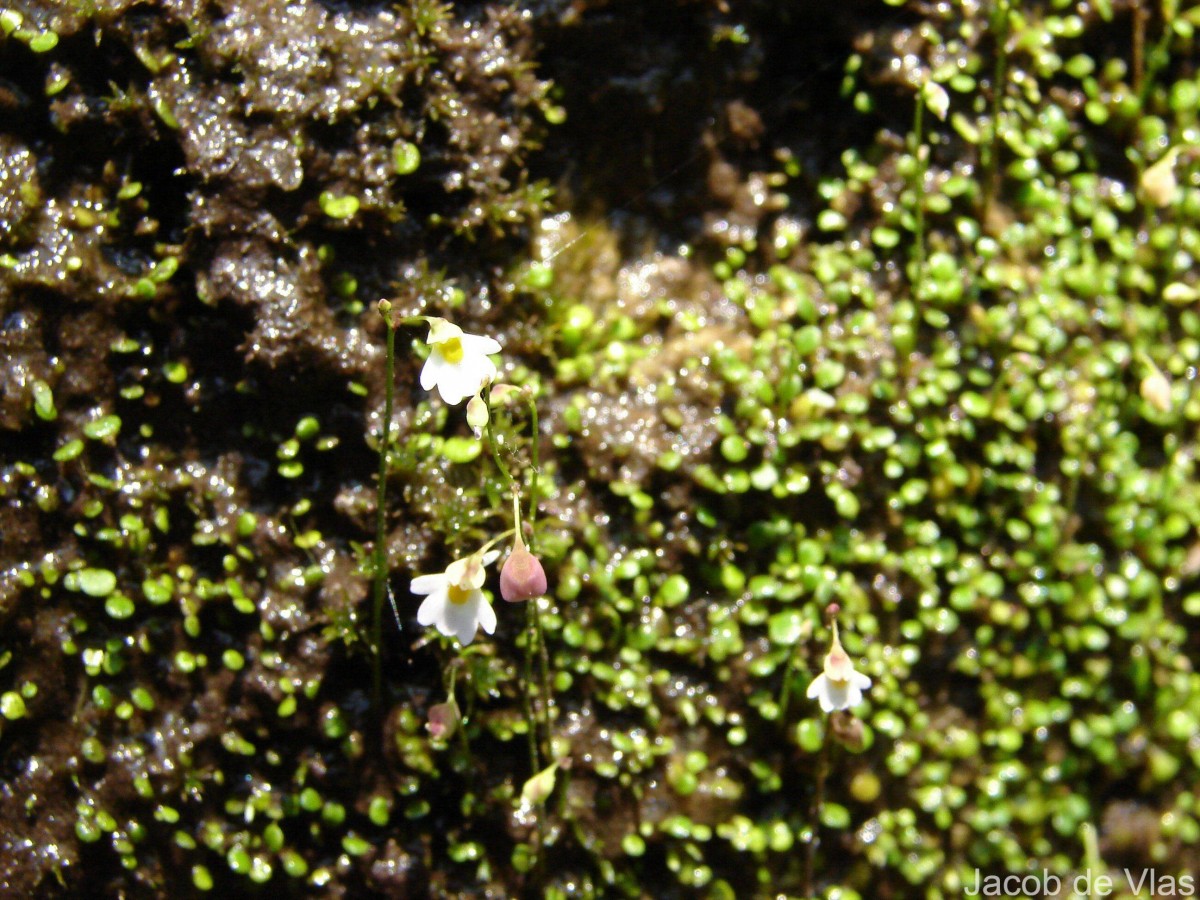 Utricularia striatula Sm.